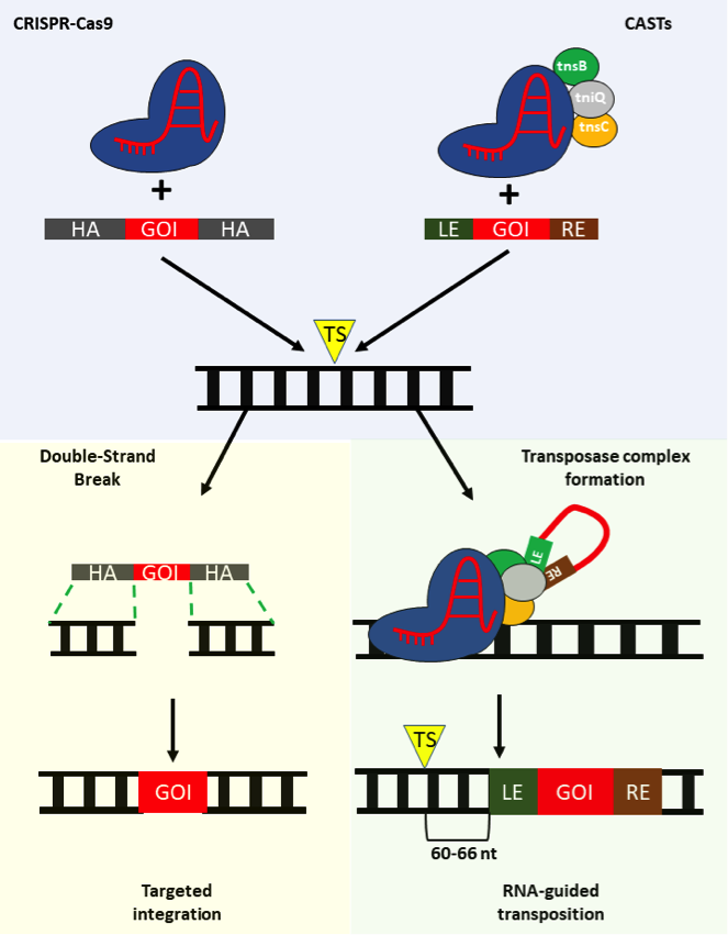 Figure 1: Schematic depicting the main steps involved when either CRISPR-Cas9 or CASTs are used for...