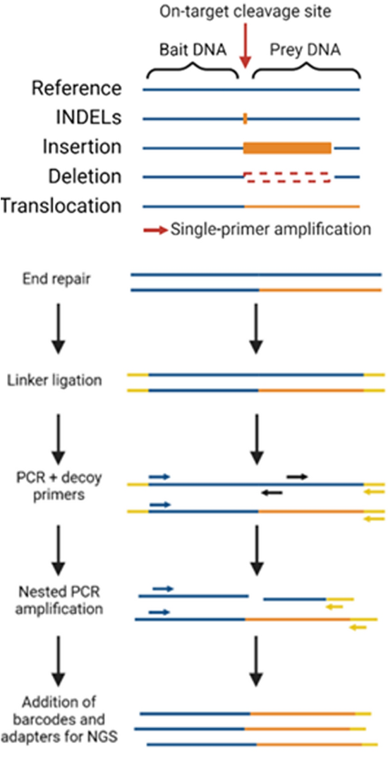 Schematic representation of the CAST-seq approach for translocation detection. Image credit:...