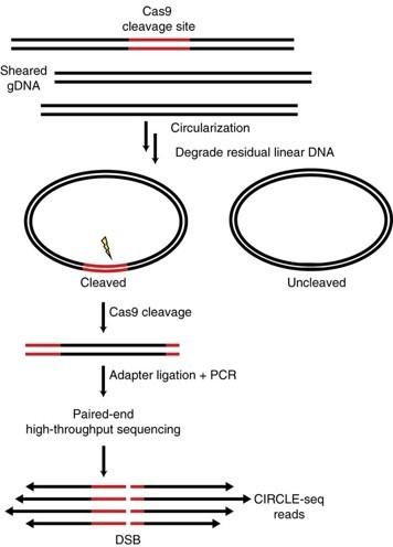 Schematic Representation of the CIRCLE-seq method for off-target identification. Image credit: Tsai...