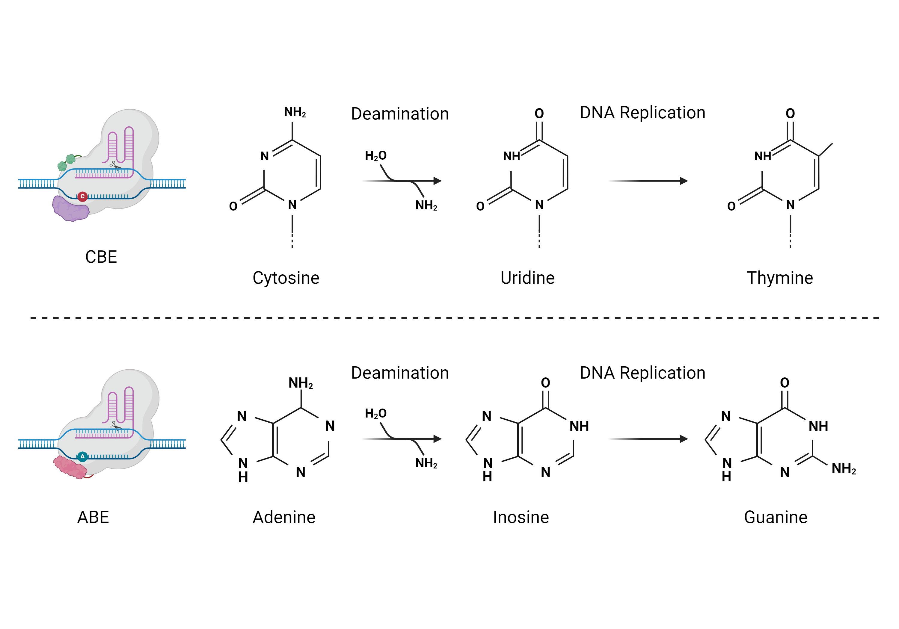 Figure 1: Simplified representation of deamination reactions that occur in base-editing experiments....