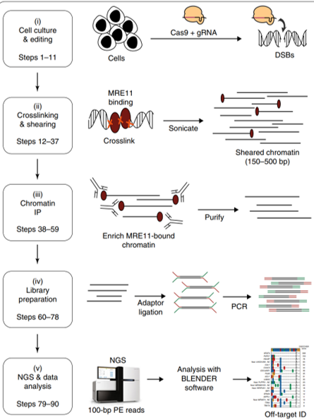 Schematic representation of the DISCOVER-seq method for off-target identification. Image credit:...
