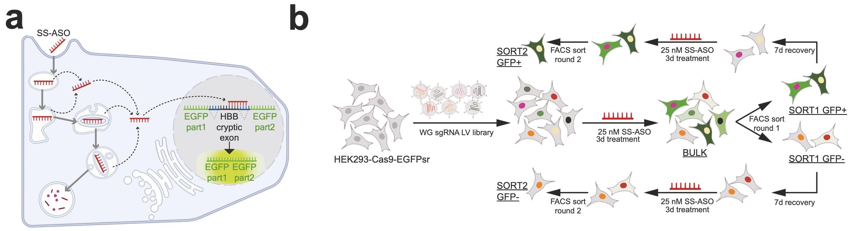 Figure 1. Splice-switching reporter mechanism and CRISPR screen workflow showing library...