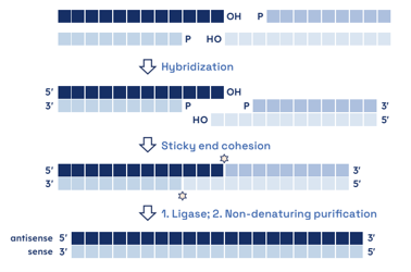 Figure 2. Sticky-end ligation facilitates the scalable production of higher-purity duplexed...