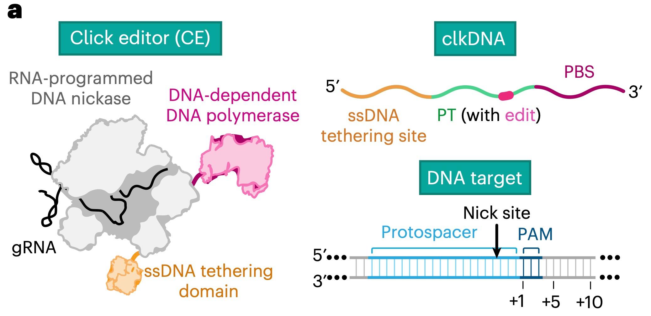 Figure 1. Overview and development of click editing. a, Schematic of a click editor (CE), which is a...