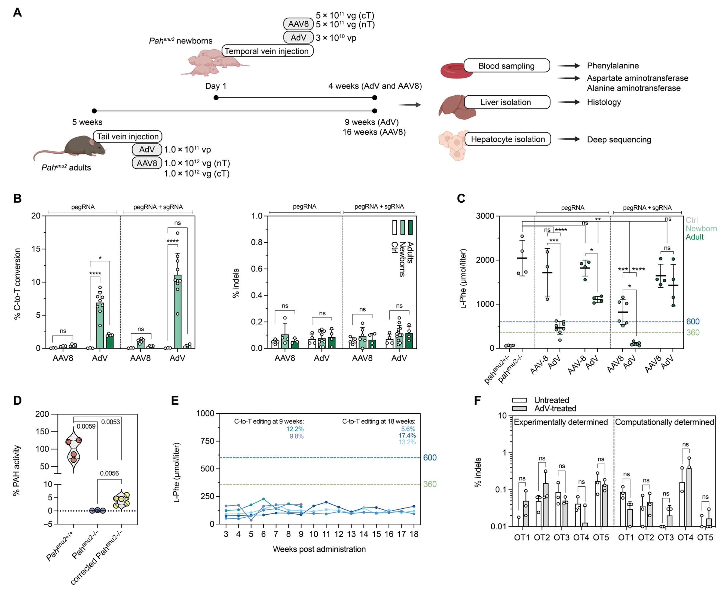 Figure 2. Correction of the Pahenu2 allele in vivo in mice using prime editing. Please see Figure 4...