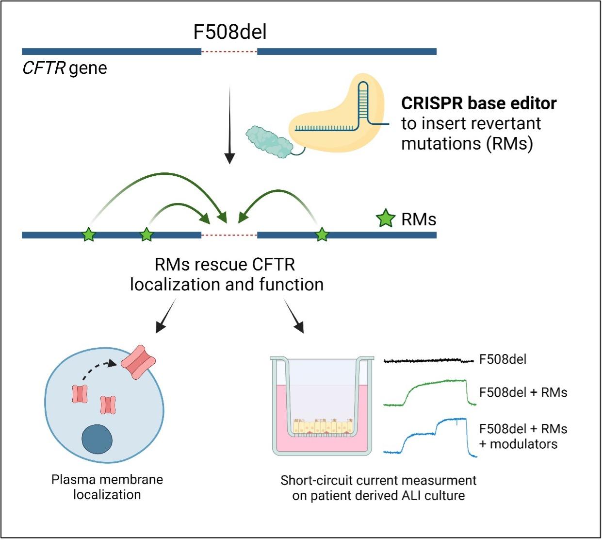 The graphical abstract of the study outlines the use of CRISPR base-editing systems to insert...