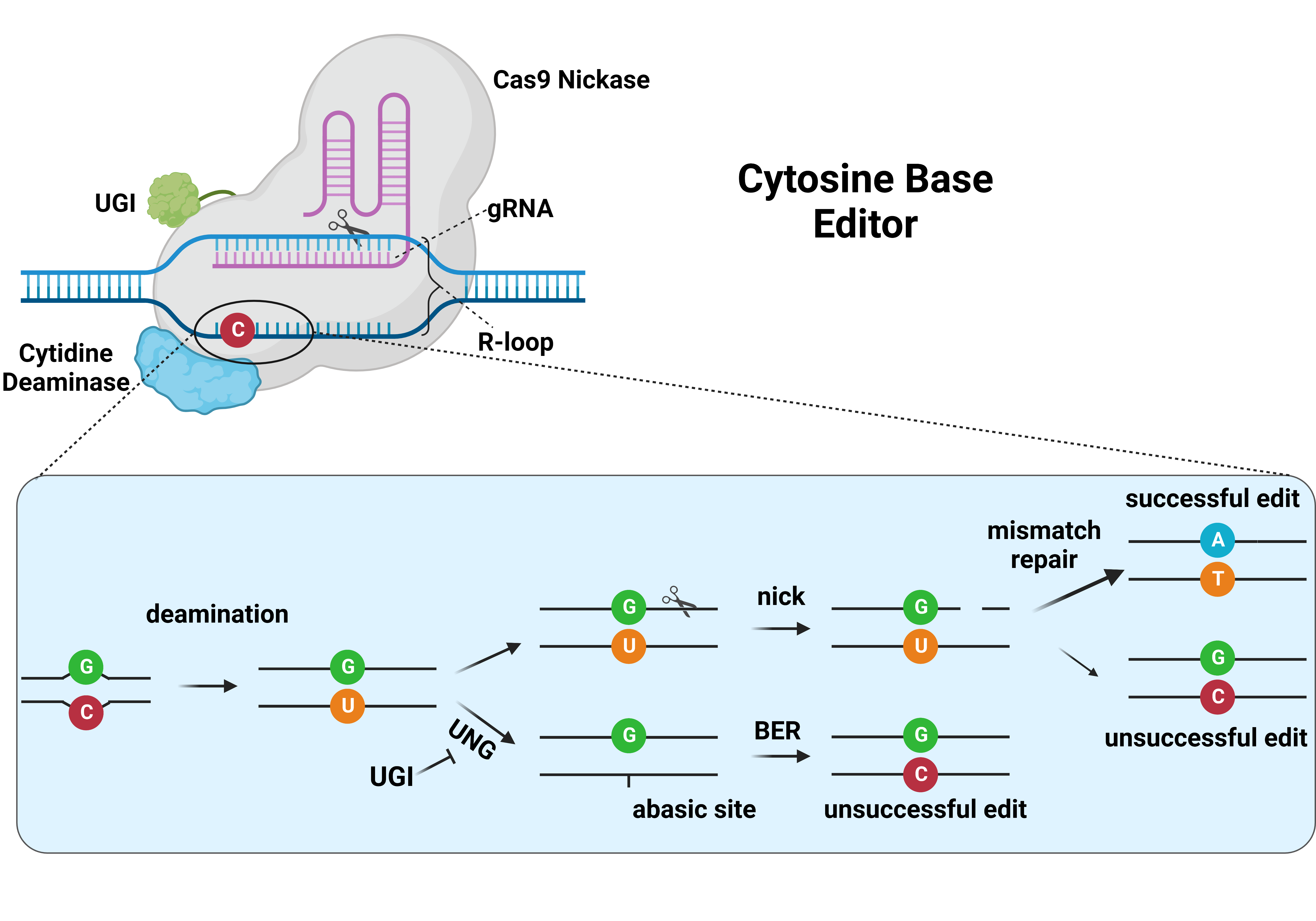 Figure 3: Cytosine Base Editors. Credit: Manel Llado.