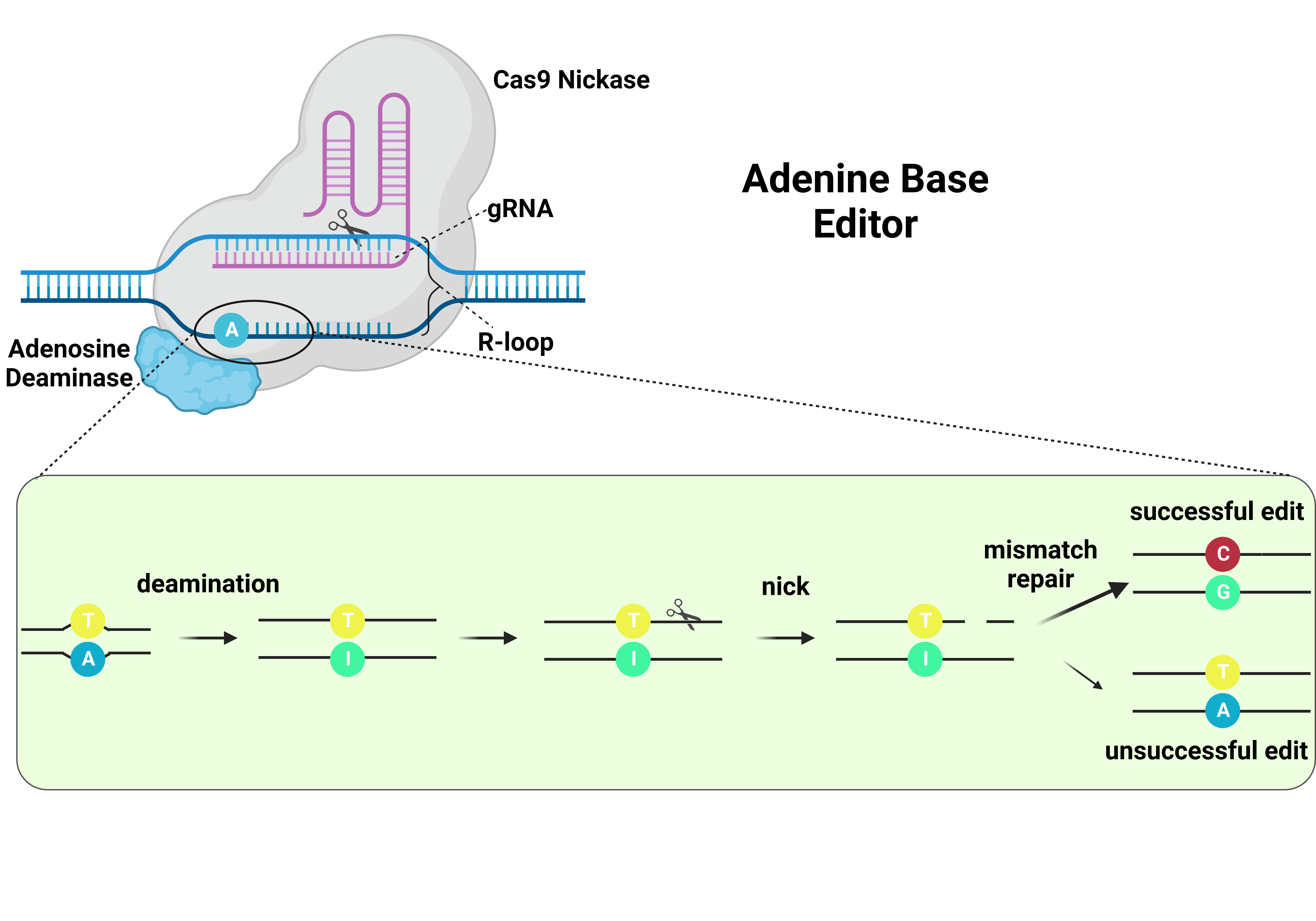 Figure 4: Adenine Base Editors. Credit: Manel Llado.