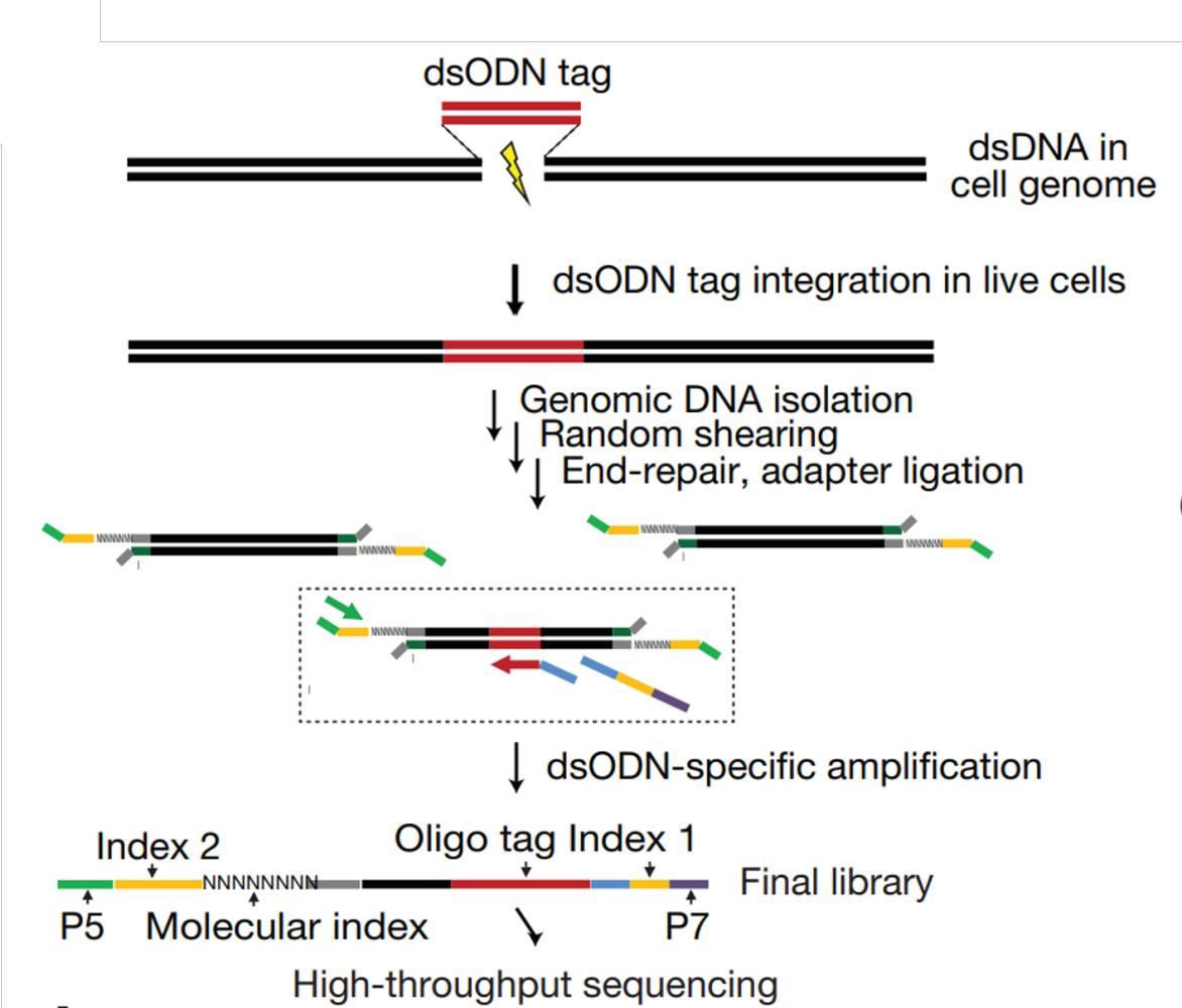 Schematic representation of the GUIDE-seq approach for off-target identification. Image credit: Tsai...