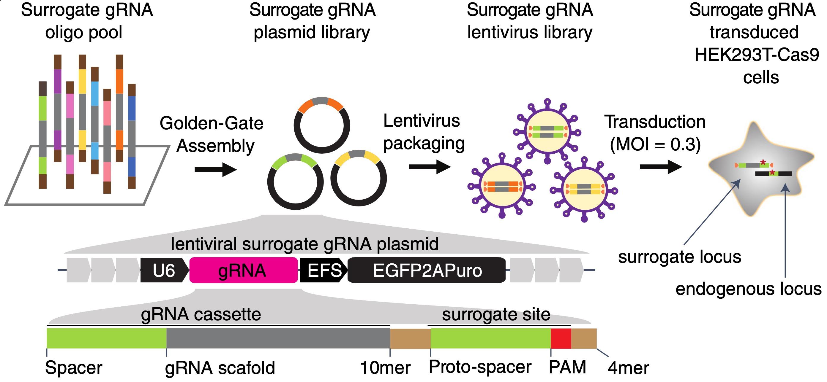 Schematic illustration of the lentiviral surrogate vector, oligo pool synthesis, PCR amplification,...