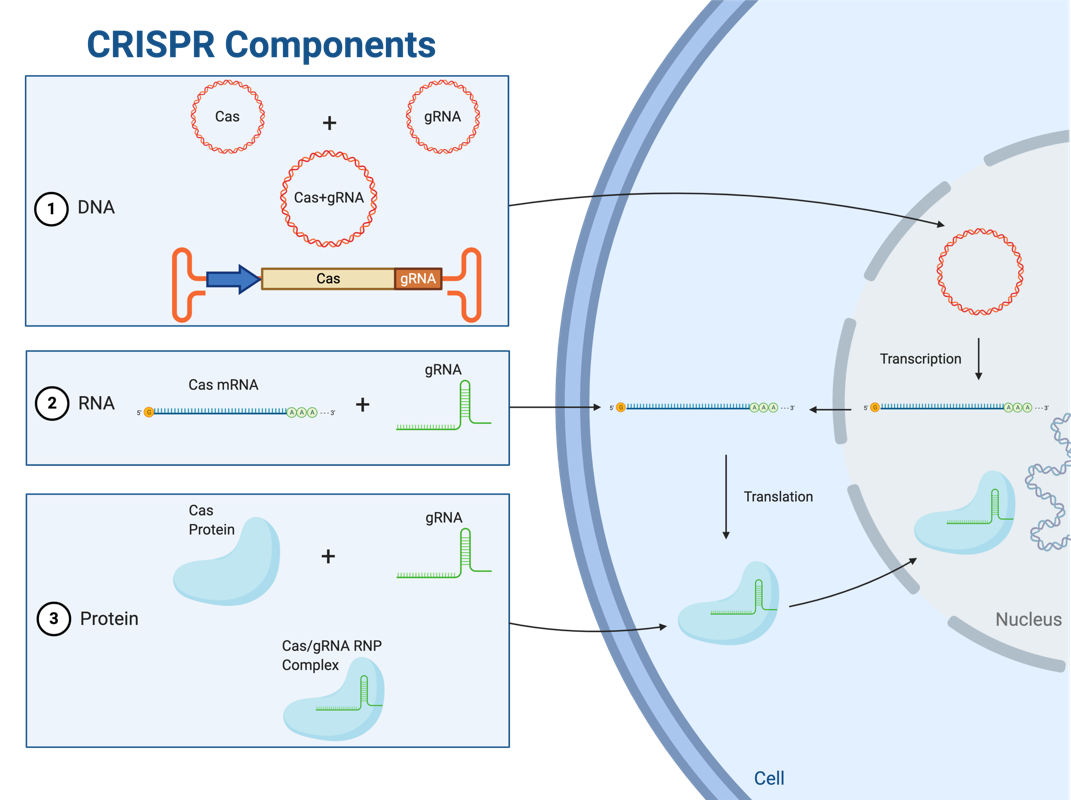 FIGURE 1. CRISPR-CAS COMPONENTS MAY BE TRANSFECTED INTO CELLS IN THREE FORMATS: DNA, RNA OR PROTEIN....