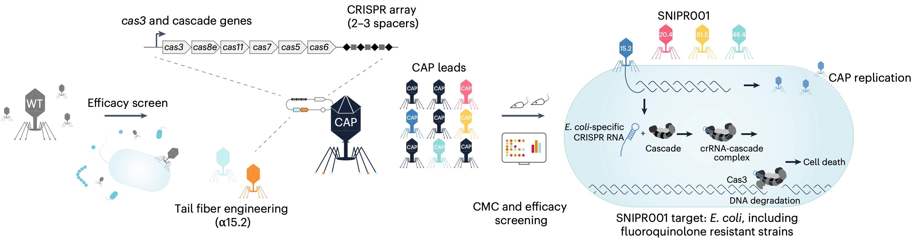 Figure 1. A Schematic detailing the four main steps involved in the whole genome CRISPR screening...