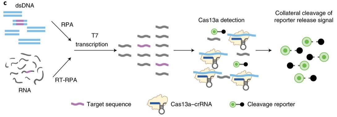 Schematic of SHERLOCK assay steps, starting with pre-amplification of either a DNA or RNA target...