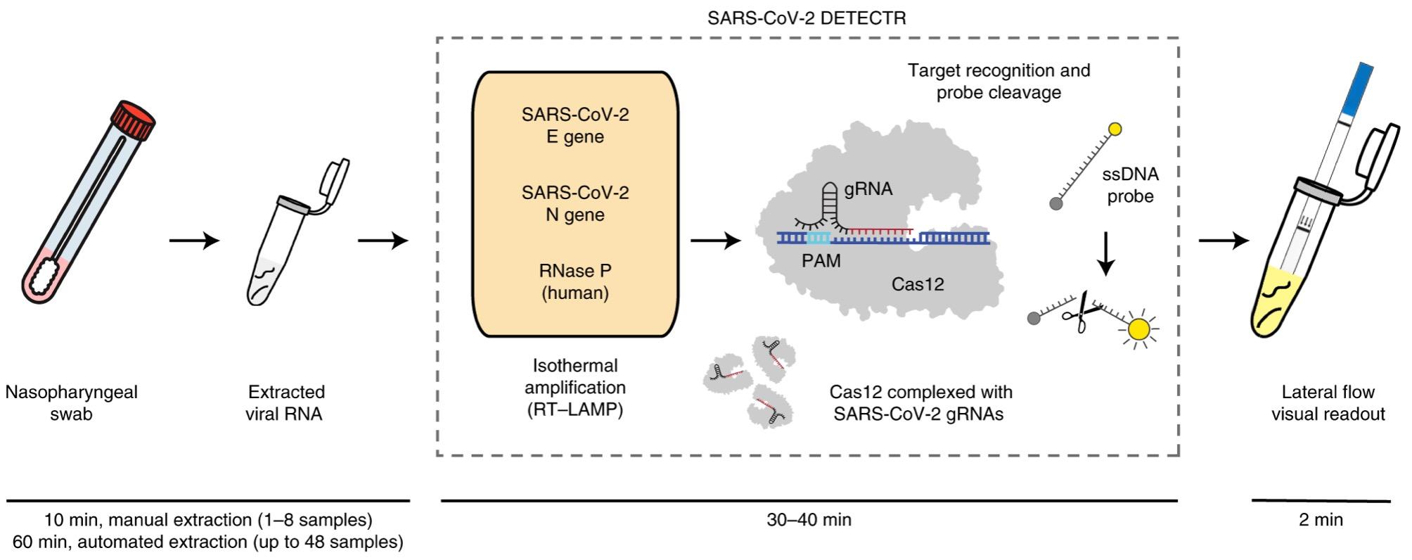 Schematic of SARS-CoV-2 DETECTR workflow. Conventional RNA extraction can be used as an input to...