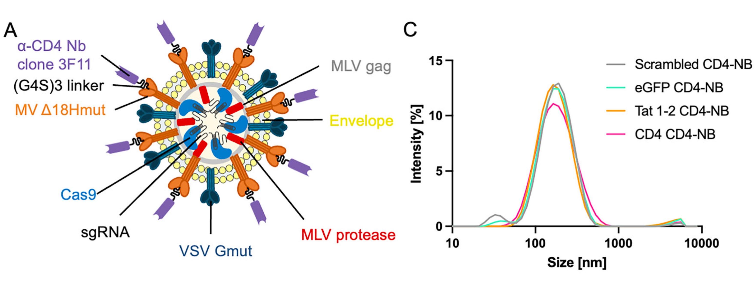 Figure 1. A) Schematic of the CD4-NB structure, showing the anti-CD4 nanobody, VSV Gmut, MLV Gag and...