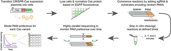 Credit: Walton et al., Science 26 Mar 2020 (DOI: 10.1126/science.aba8853). Reprinted with permission...