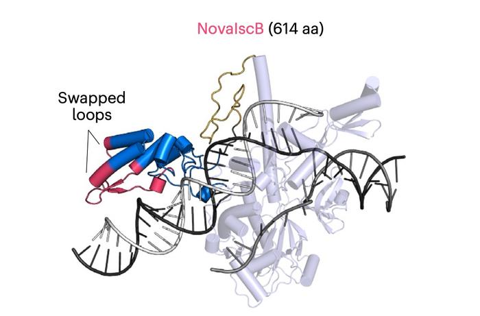 NovaIscB (614 aa) derived by evolution-guided protein engineering of wt OrufIscB (499 aa). Modified...