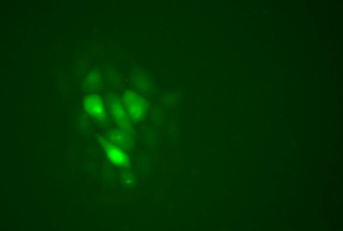 Figure 3: Epifluorescence image of CHO cells nano- injected with CRISPR/Cas9 complexes and a...