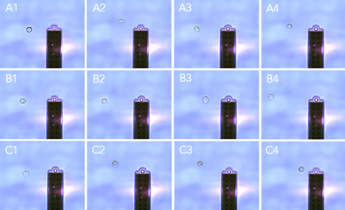 Figure 4: Bright field images confirming
monoclonality right after deposition of the transfected...