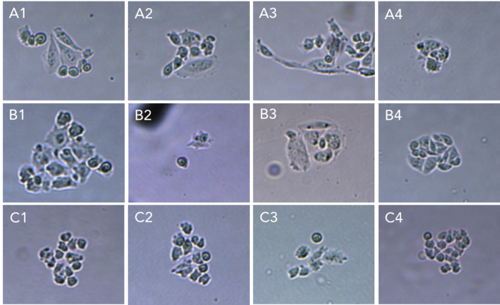 Figure 5.1: 12 CHO cell colonies 3 days after isolation. Credit: Cytosurge
