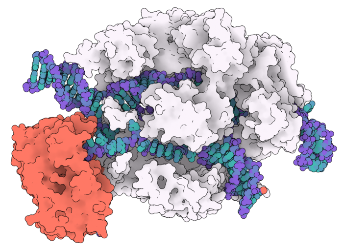 The 3D structure of the base editor, ABE8e, comprised of the Cas9 protein (white and gray), which...