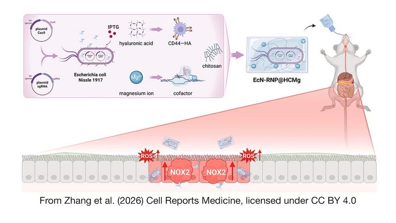 can i take probiotics with glutathione What To Avoid When Taking Glutathione? News: Probiotics: CRISPR-Engineered Probiotics Edit