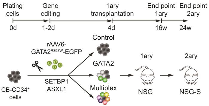 Figure 1. Schematic representation of the experimental workflow. Reproduced under the Creative...
