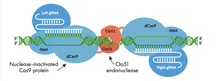 Figure 1: Schematic depiction of Cas-CLOVER principle. 