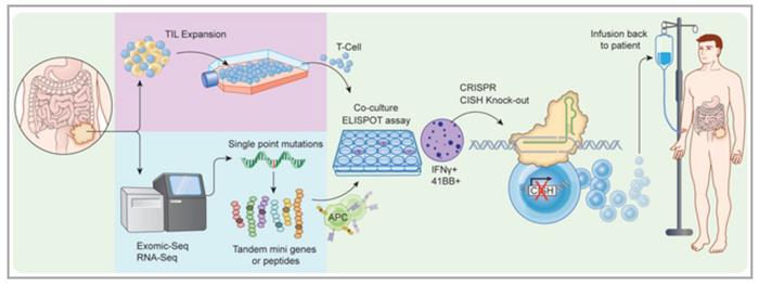 Schematic for GMP production of CISH knockout in TILs. Briefly, the tumour is excised, T cells are...