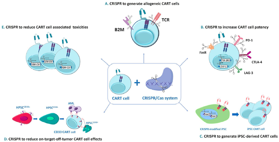 News: Trial Update: Crispr-edited Therapies For Sickle Cell Disease And 