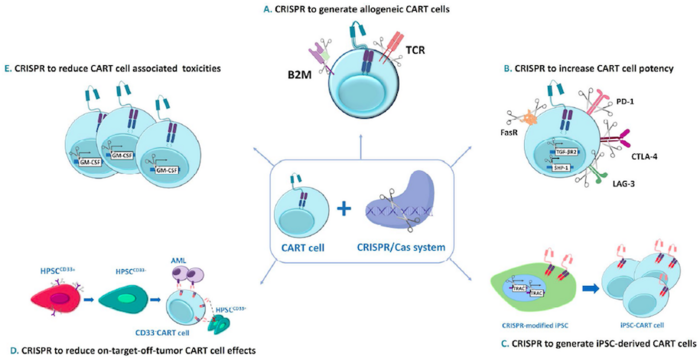 CRISPR-Cas is used to overcome many of the limitations of conventional CAR T-cell therapies. ...