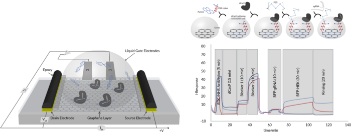 CRISPR-Chip (left) and the five steps of binding CRISPR-Cas complex to the chip via a linker...