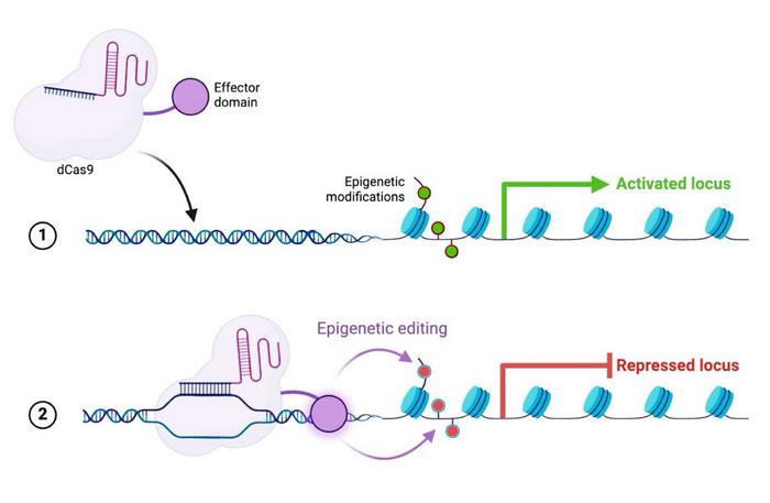 Figure 1. Principle of epigenetic silencing using CRISPR-Cas9. Modified from Adnyana et al. (2024)...