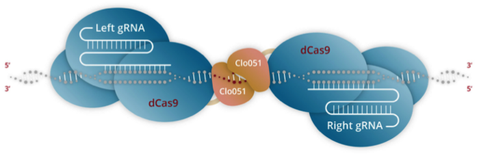 Figure 1. Cas-CLOVER is a hybrid gene-editing system that functions as RNA-guided molecular scissors...