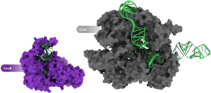 CasΦ 含有约 750 个氨基酸，几乎是 Cas9 的一半大小，Cas9 含有 1368 个氨基酸。