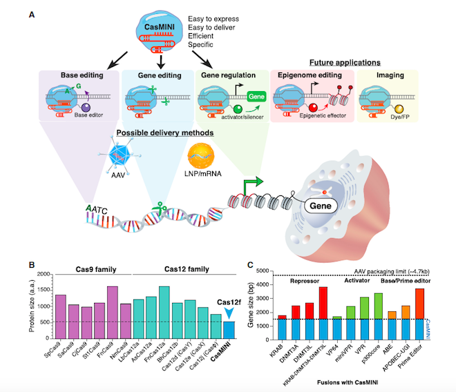Figure 1. A) CasMINI function overview B) Size comparison to other Cas nucleases C) Indication of...