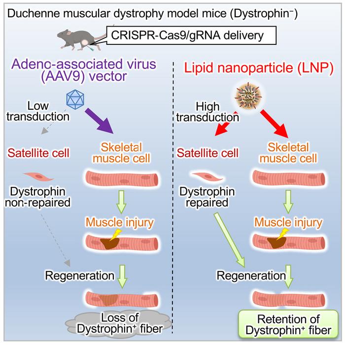 Figure 1. AAV versus LNP delivery in skeletal muscle. AAV vectors primarily transduce mature muscle...