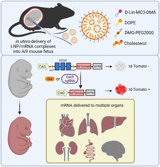 Figure 2. In utero LNP delivery enables widespread mRNA distribution. LNP-mediated delivery of mRNA...