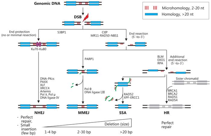 Cellular pathways for DNA double-strand break repair: NHEJ (non-homologous end joining), MMEJ...