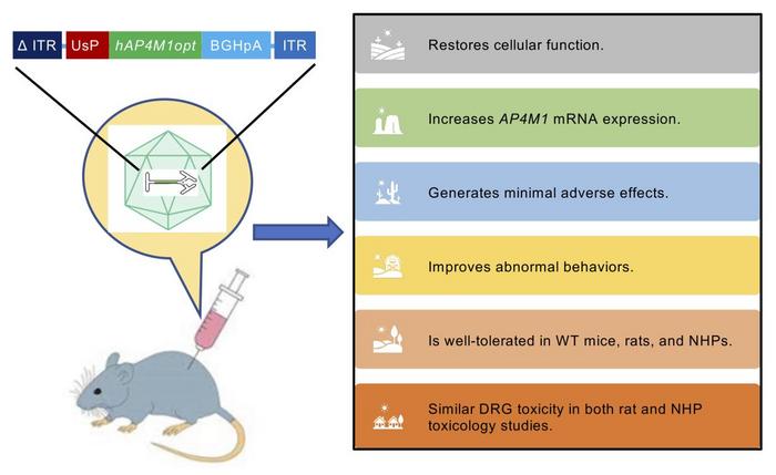 Representation of Melpida gene replacement therapy adeno-associated viral (AAV) structure and...