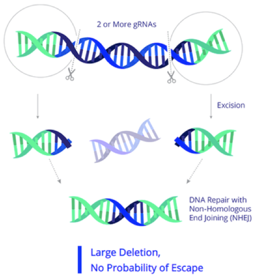 News: IND Update: First Clinical-Stage CRISPR Therapy for HIV - CRISPR  Medicine