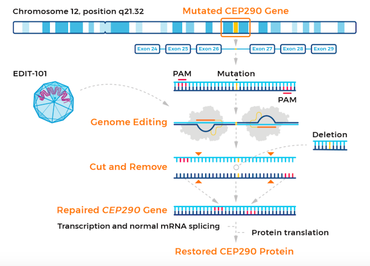 News Disease Roundup GeneEditing Approaches to Treat Leber