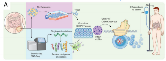 Schematic depiction of engineering and manufacturing process for CISH-deleted tumour-infiltrating...