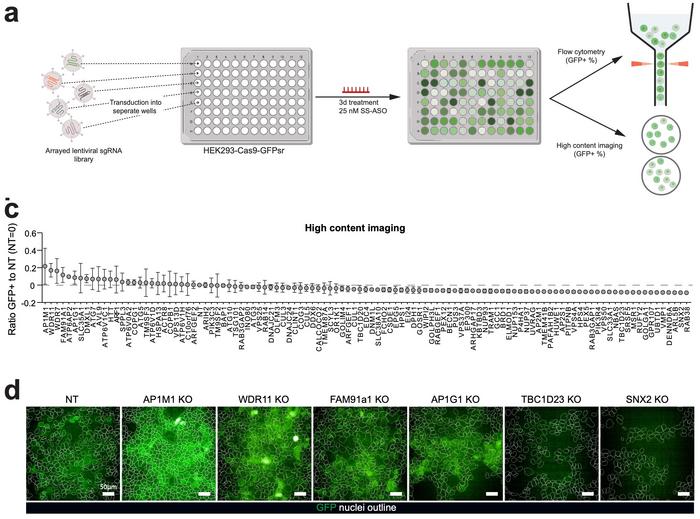 Figure 2. Arrayed screens validate genes involved in retrograde trafficking and transport to and...