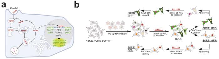 Figure 1. Splice-switching reporter mechanism and CRISPR screen workflow showing library...
