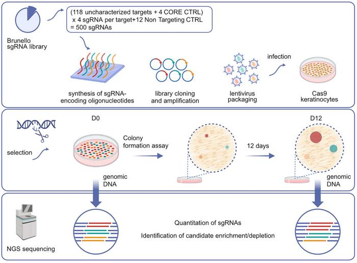 Figure 1. Colony formation-based CRISPR screen. The CRISPR lentiviral library was transduced into...