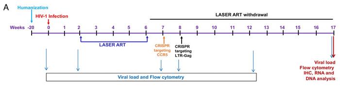 News: A Dual CRISPR Strategy Eliminates HIV in Humanised Mice - CRISPR ...