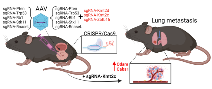 Figure 2. Illustration of tumor initiation by five tumor suppressor genes and progression to...