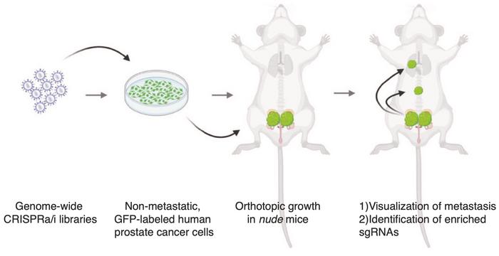 Figure 1. Schematic outline of in vivo genome-wide screening for activation and inhibition of gene...