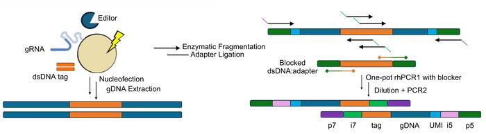 Figure 1. UNCOVERseq workflow. A double-stranded DNA tag marks CRISPR-Cas-induced breaks in living...